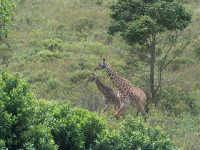 A pair of Giraffes at Arusha National Park